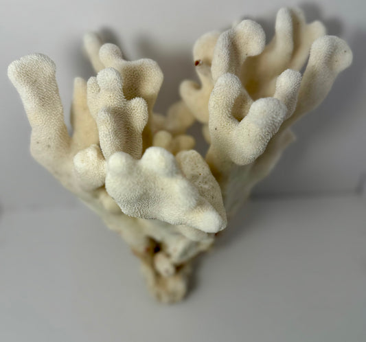 ElkHorn Coral