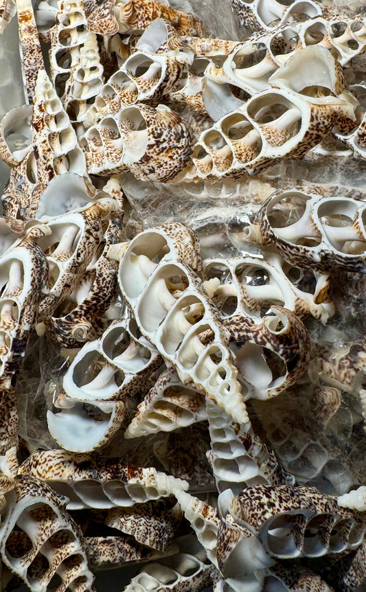 Cerithium - Center Cut