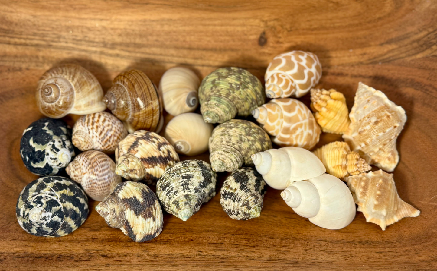 Grow with me: Hermit Crab Bundles