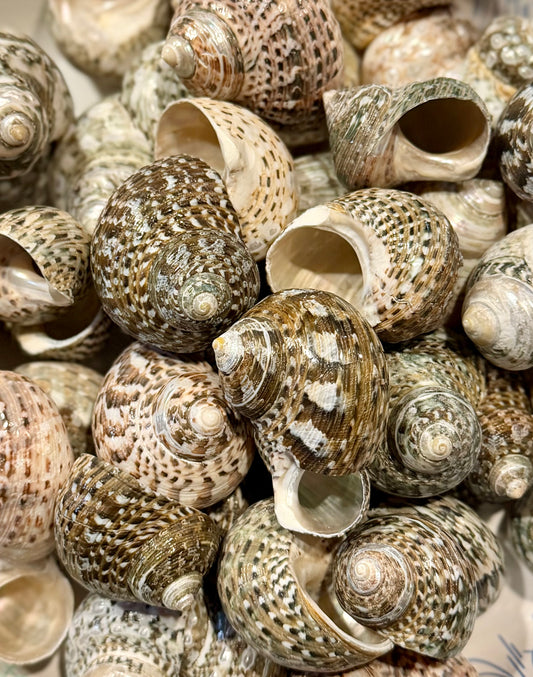 Mexican Turbo - Buffed