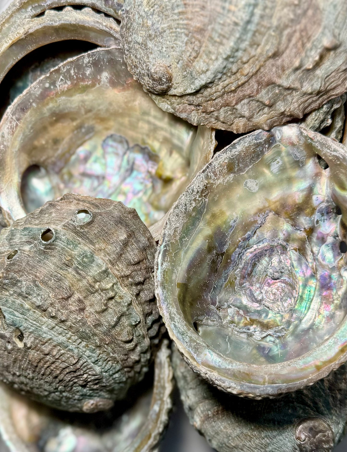 Abalone - Red