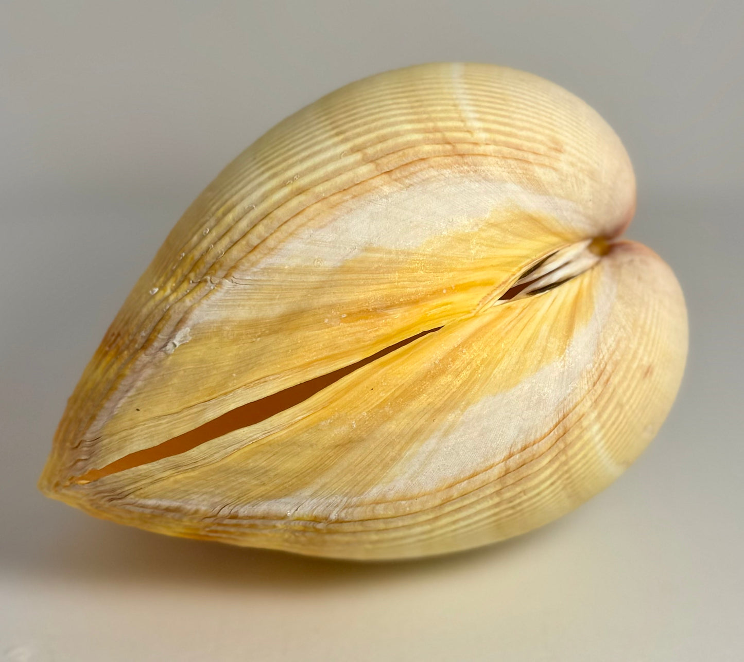 Giant Pacific Yellow Cardium Cockle Pair