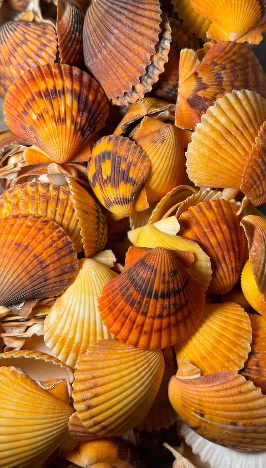 Pecten - Orange
