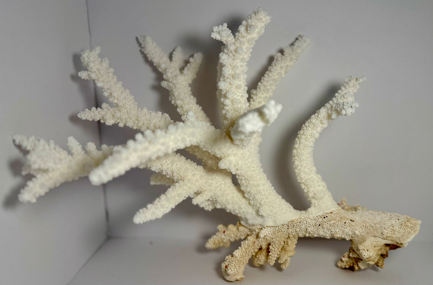 Branch Coral