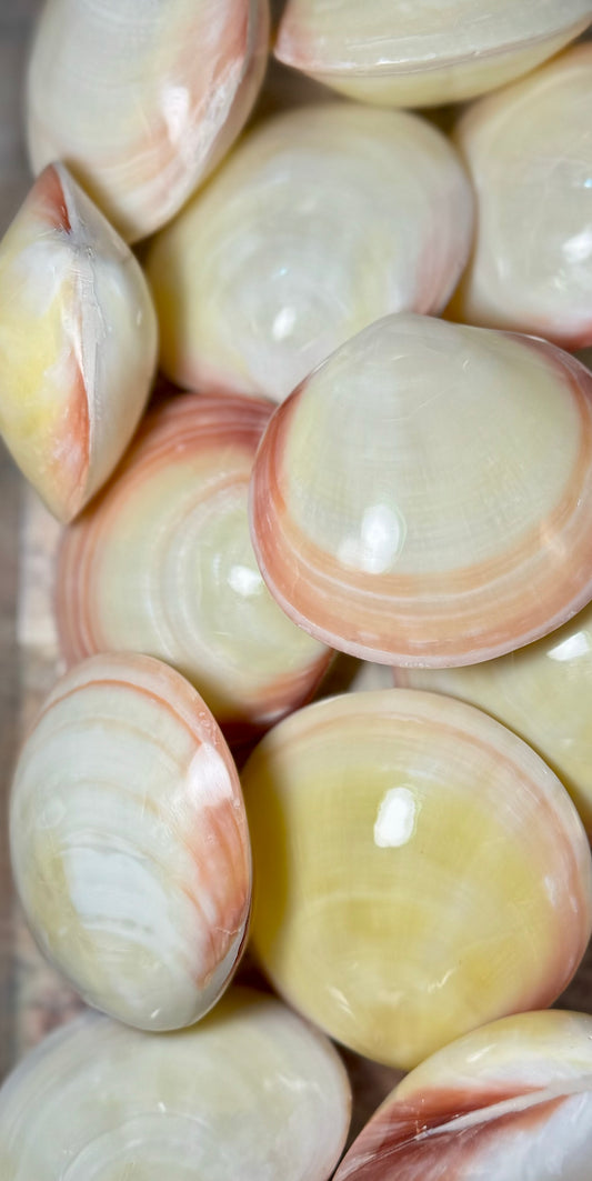 Polished Tiger Clam (Pair)