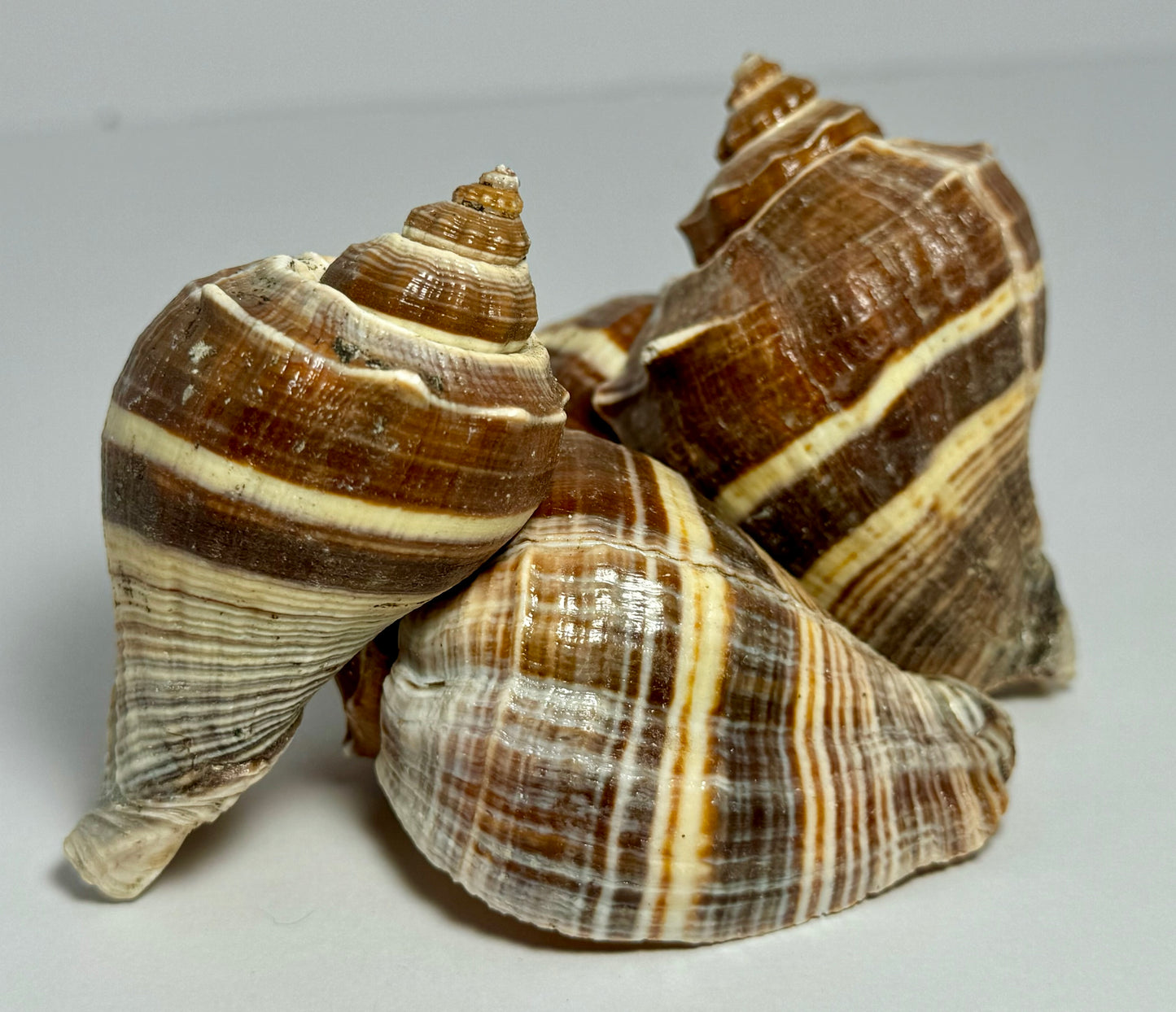 Crown Conch