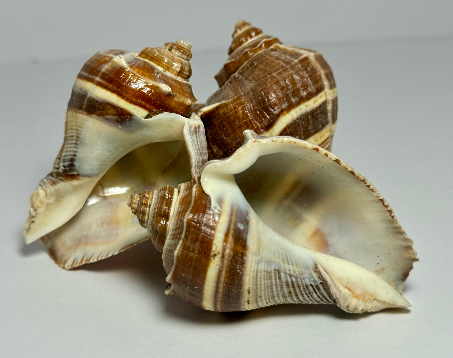 Crown Conch