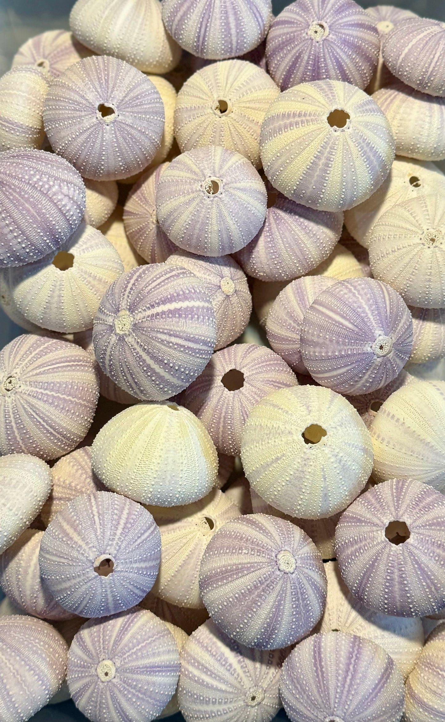 Urchin- Purple