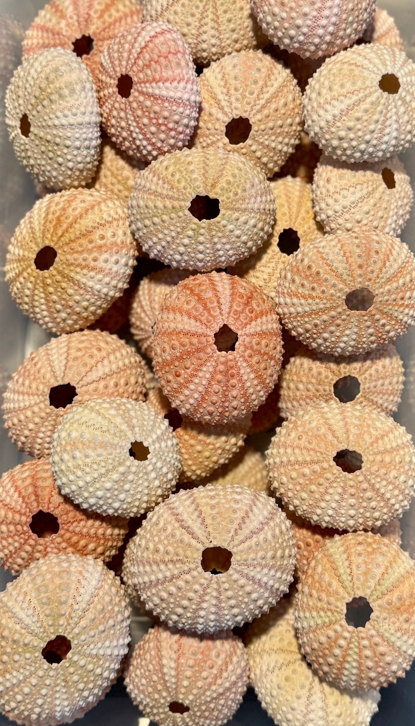 Urchin- Pink