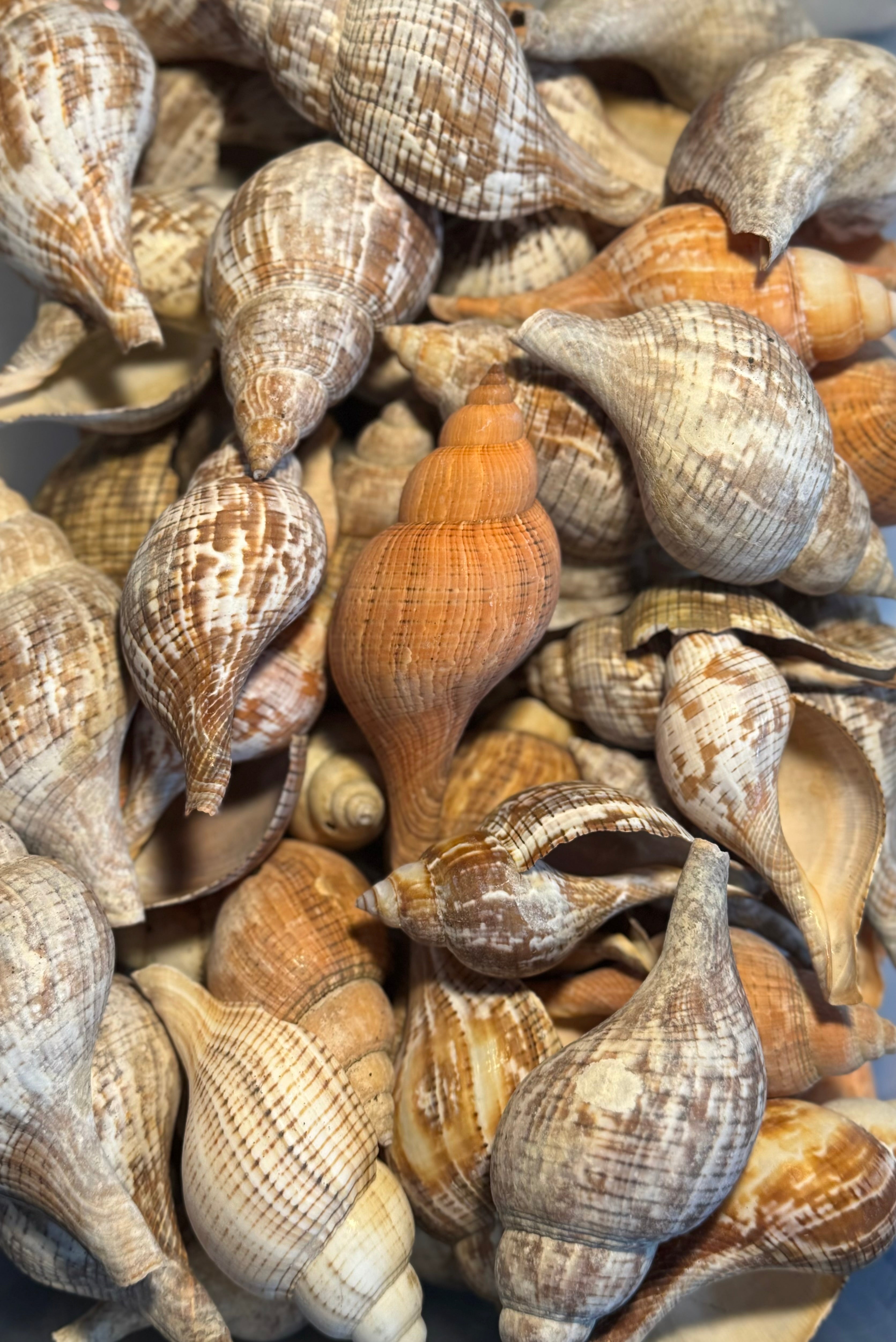 Tulip Shells – Rowan's Seaside Treasure