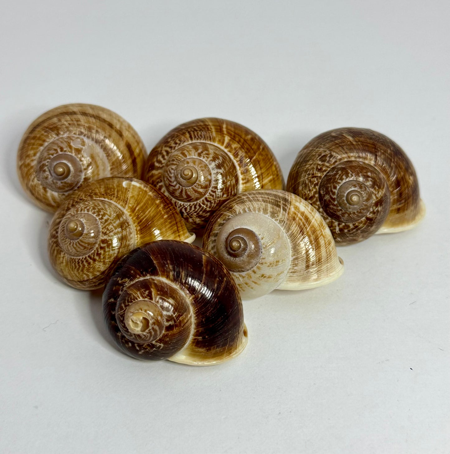 Round Brown Snail Shell