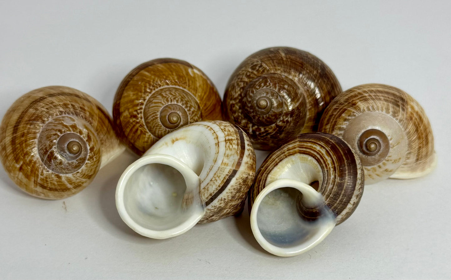 Round Brown Snail Shell