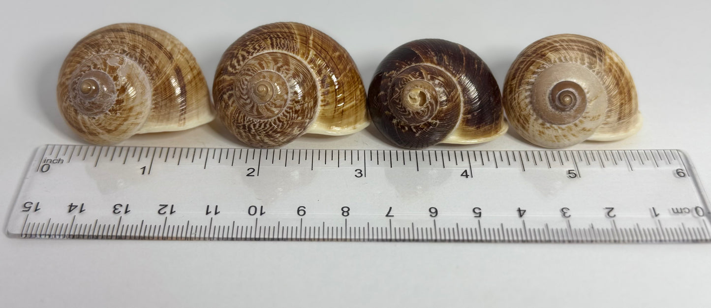 Round Brown Snail Shell