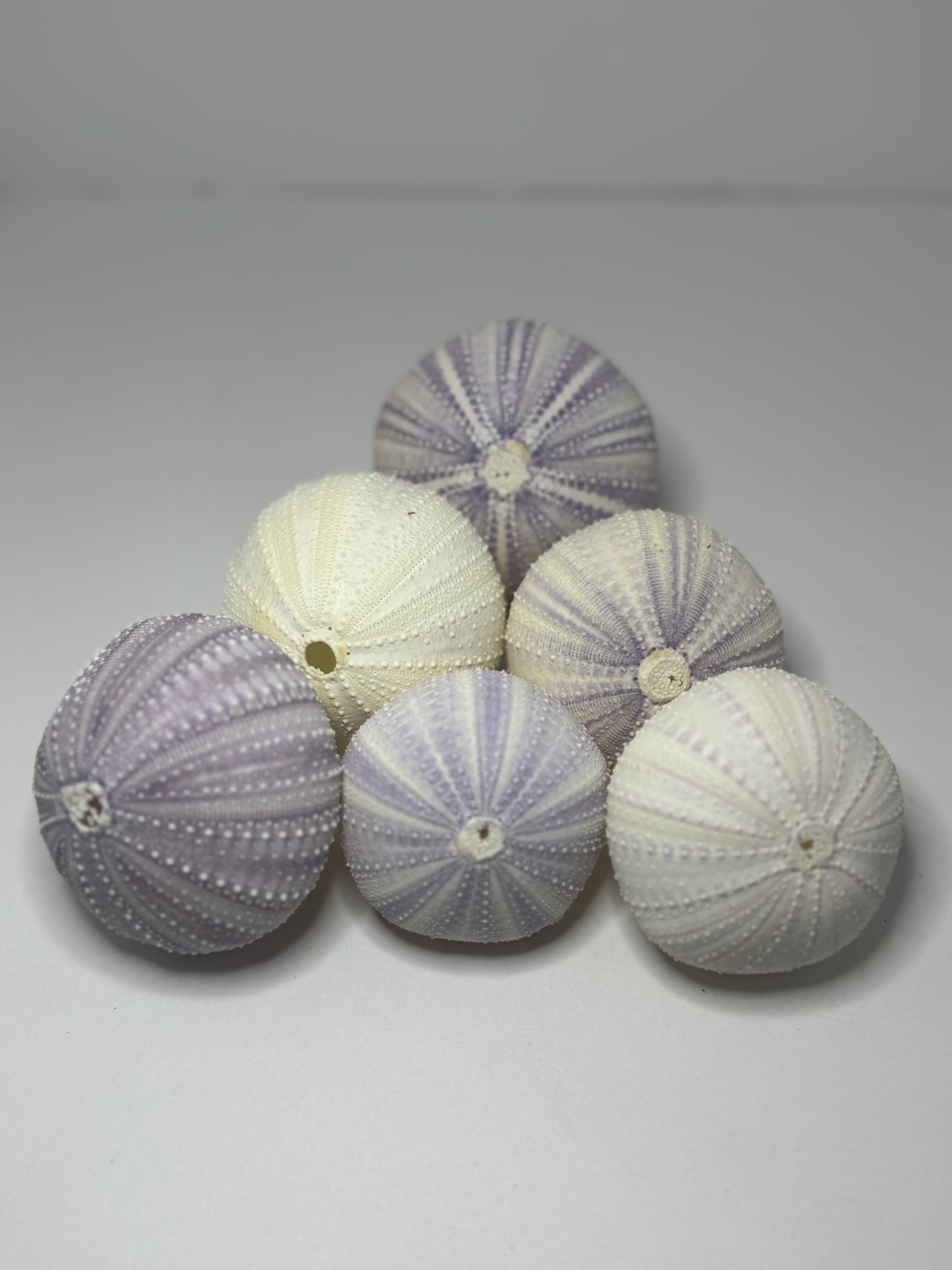 Urchin- Purple