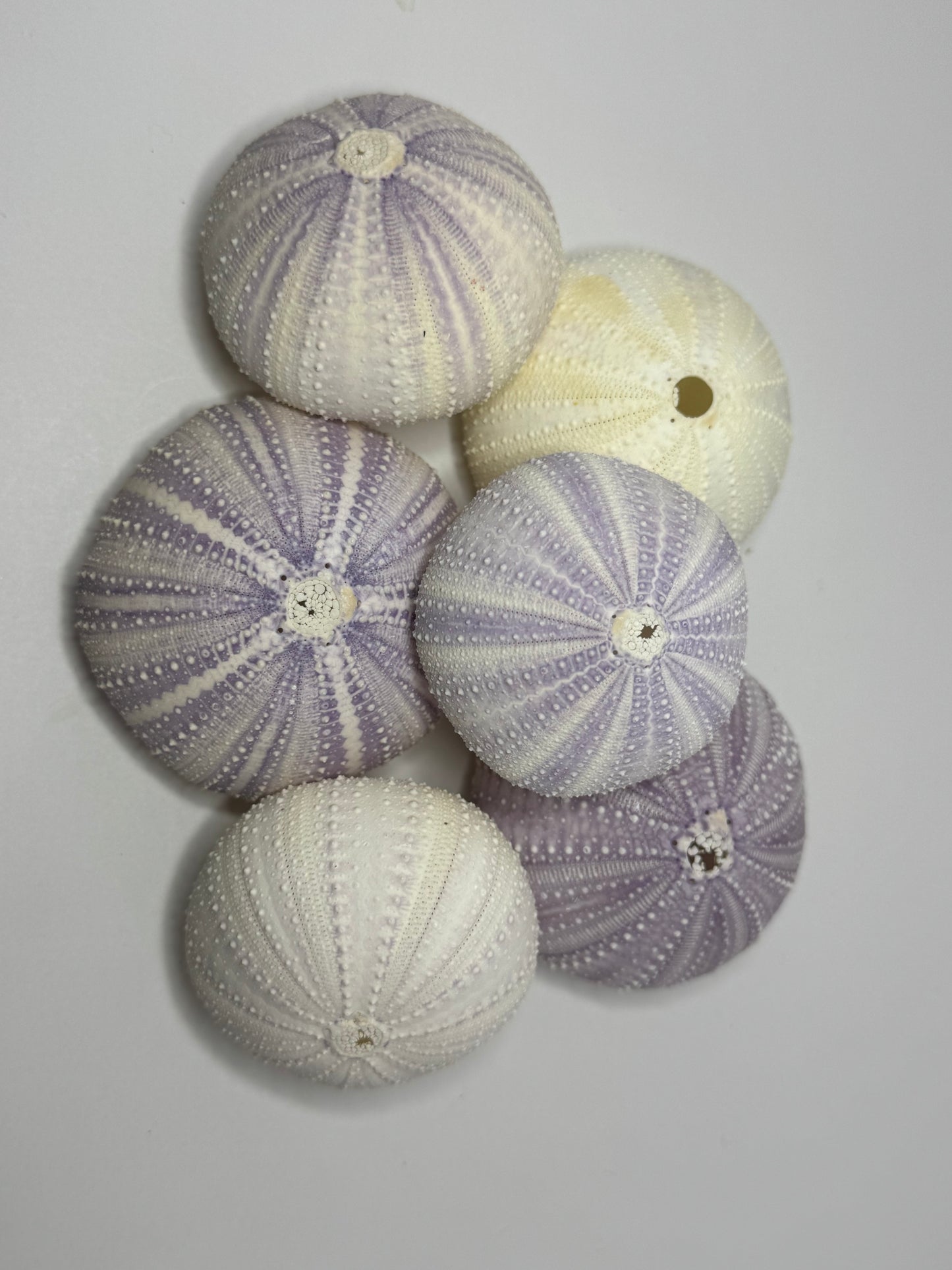 Urchin- Purple