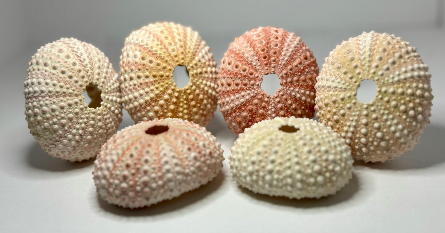 Urchin- Pink