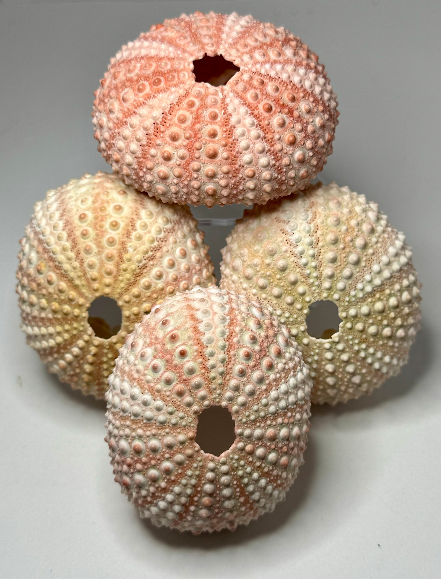 Urchin- Pink