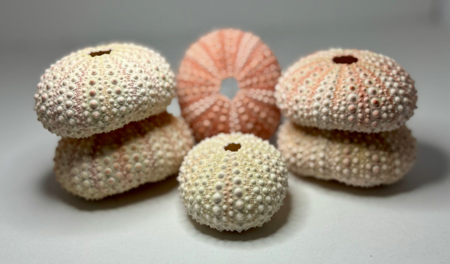 Urchin- Pink
