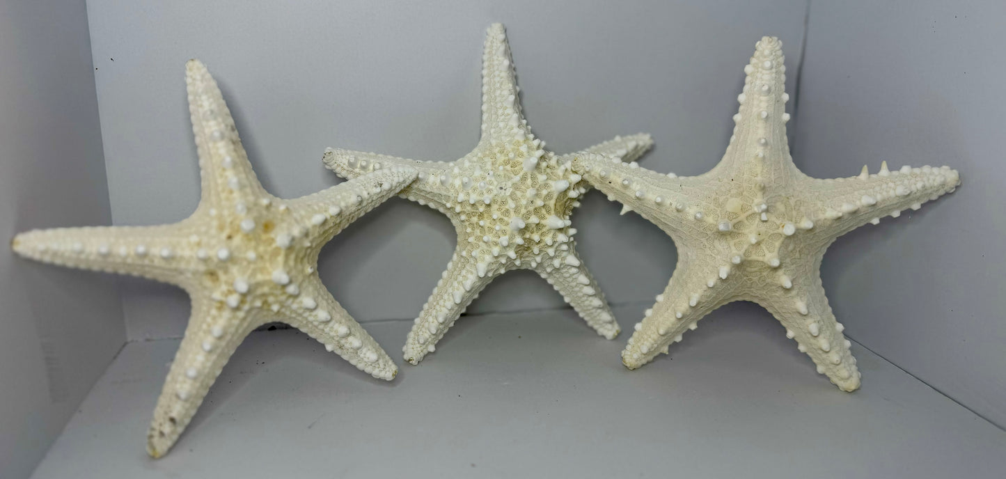 Spiny Starfish