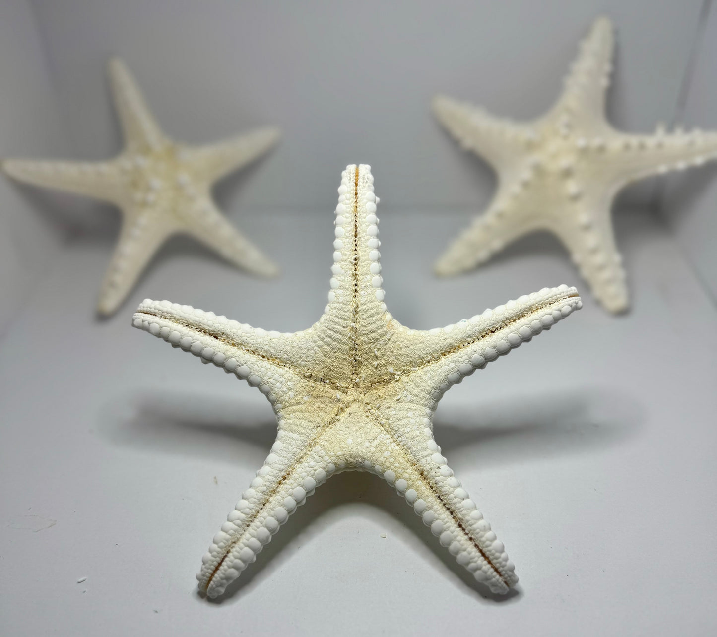 Spiny Starfish