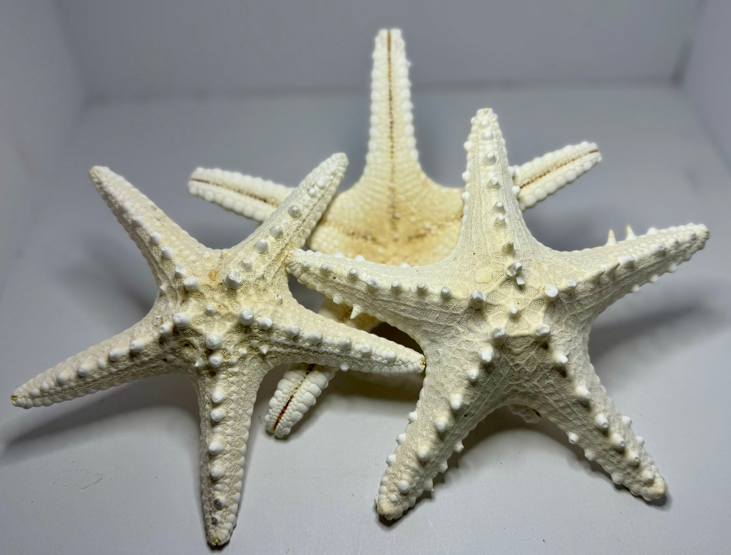 Spiny Starfish