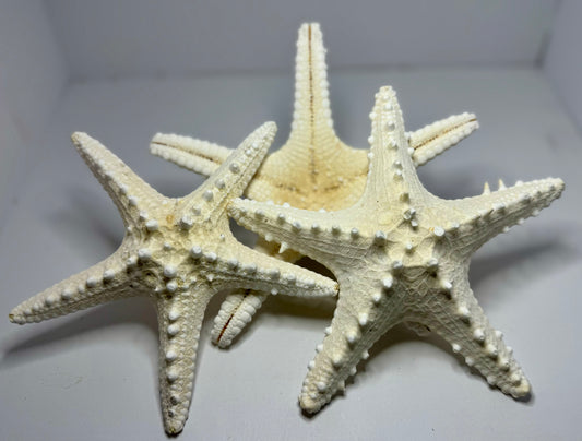 Spiny Starfish