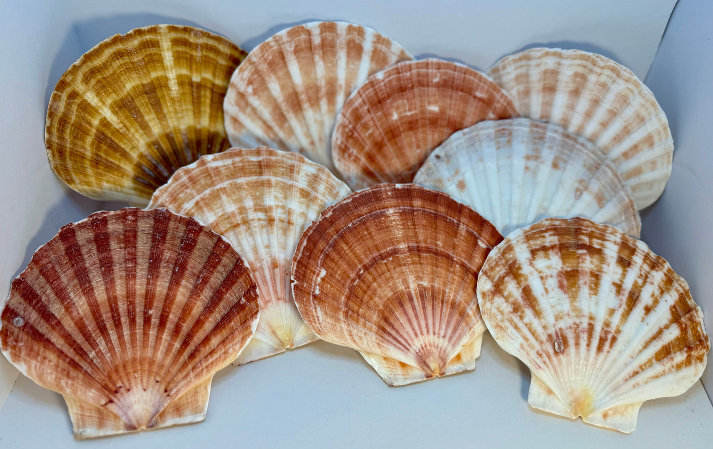 Pecten Maximus