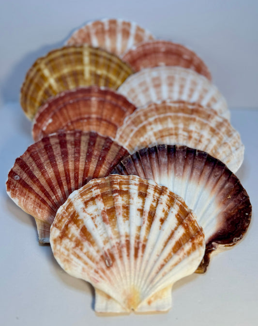 Pecten Maximus