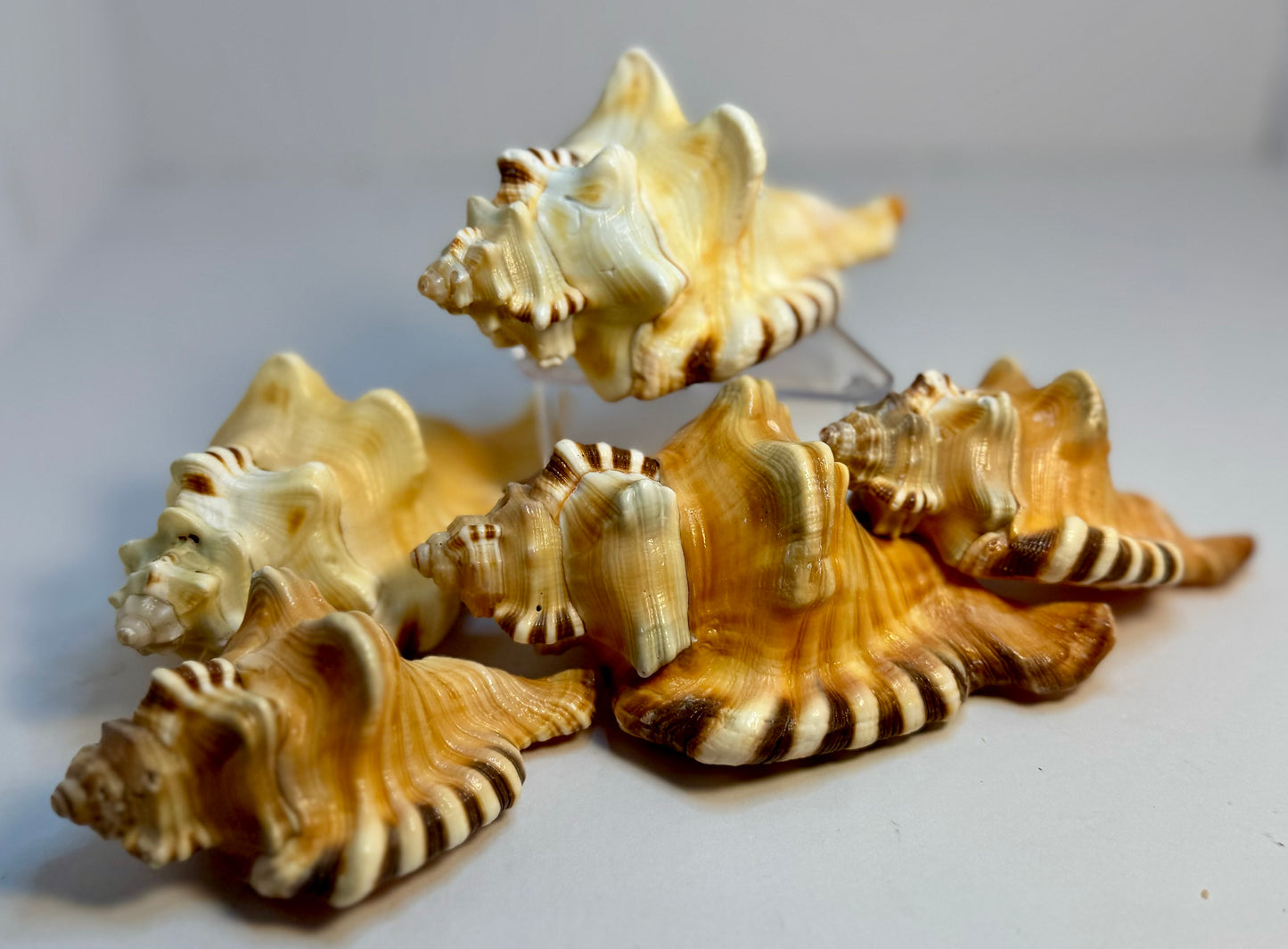 Cymatium Peryii (Perry's Triton)
