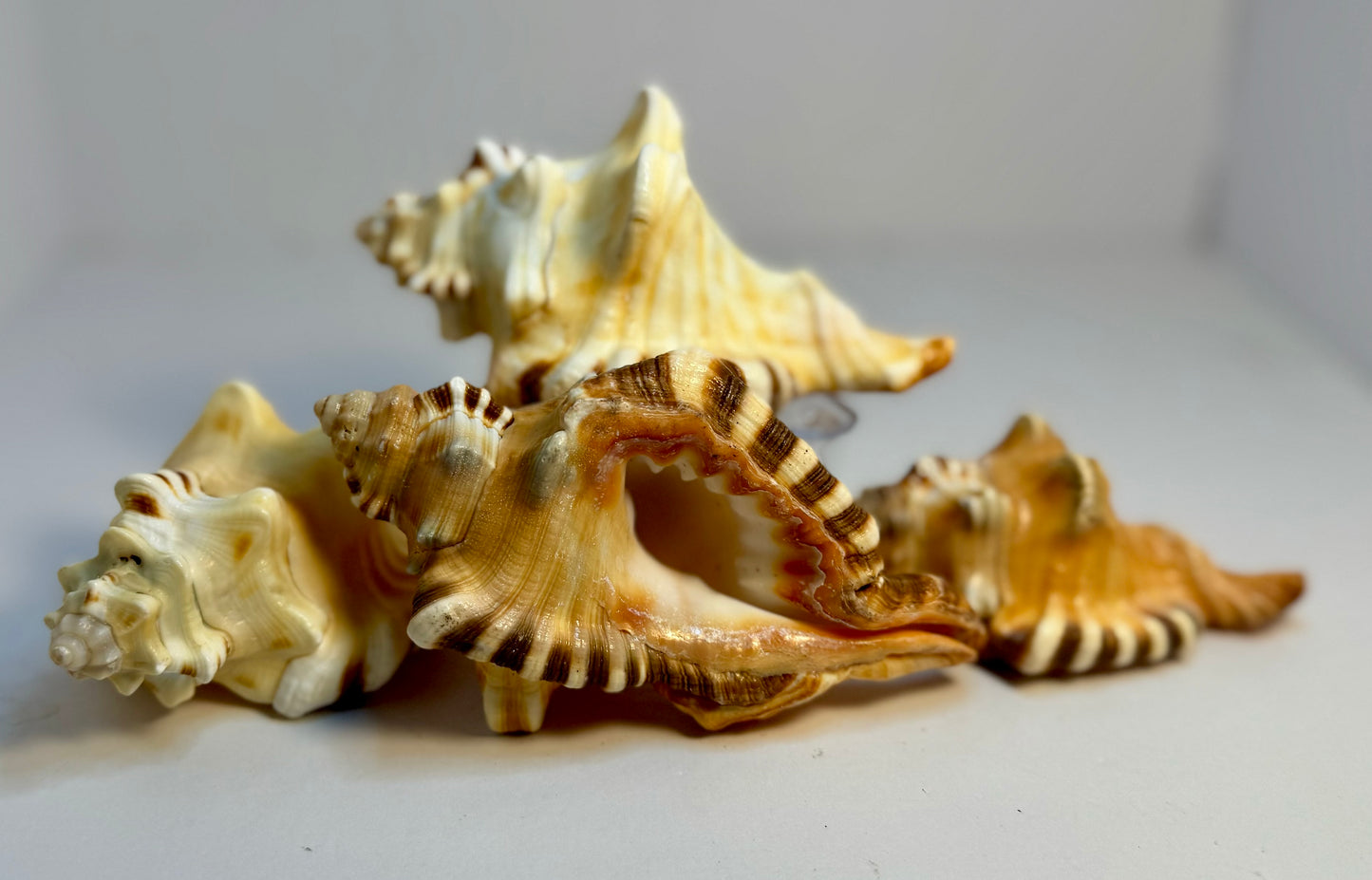 Cymatium Peryii (Perry's Triton)