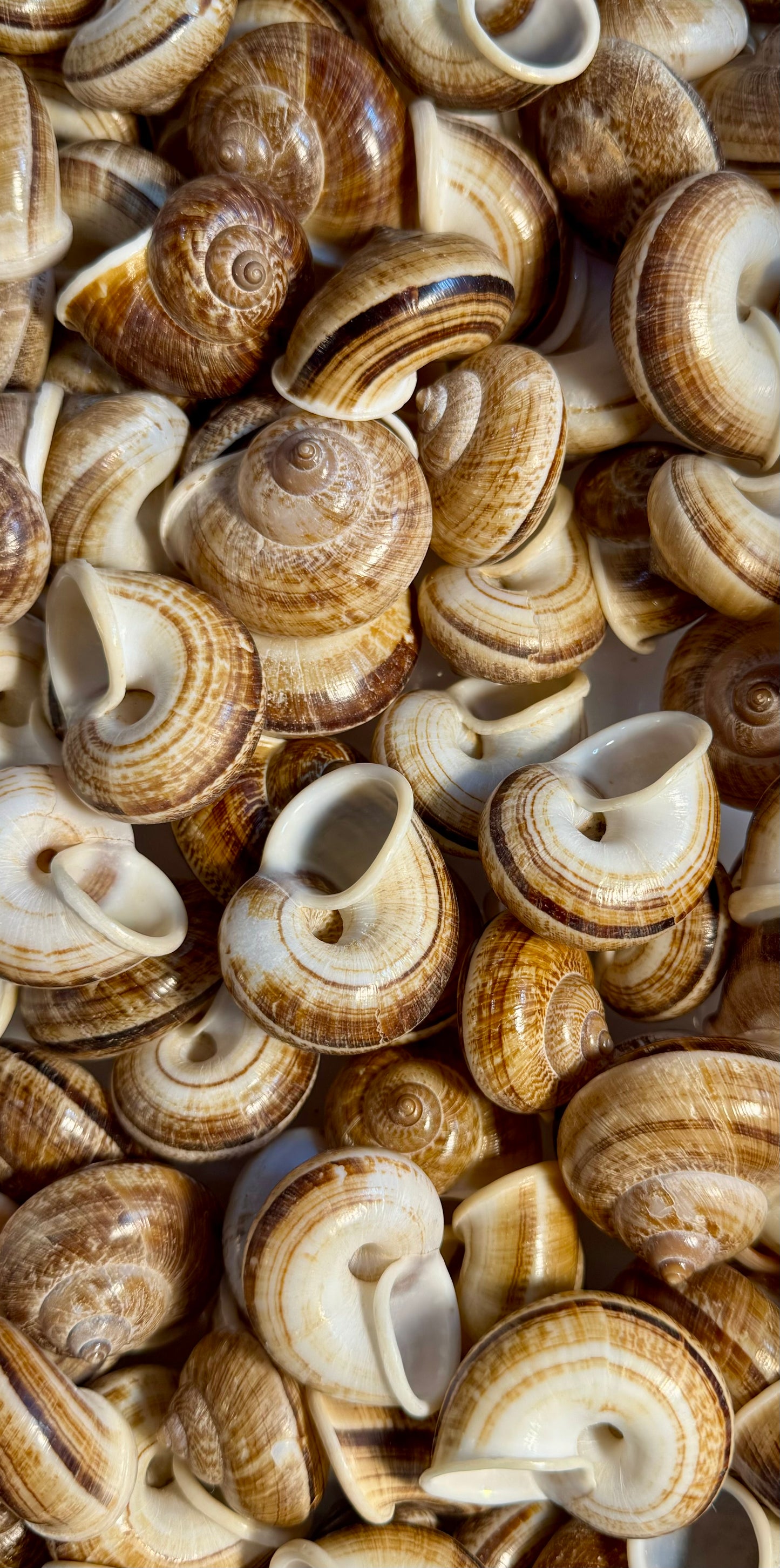 Round Brown Snail Shell