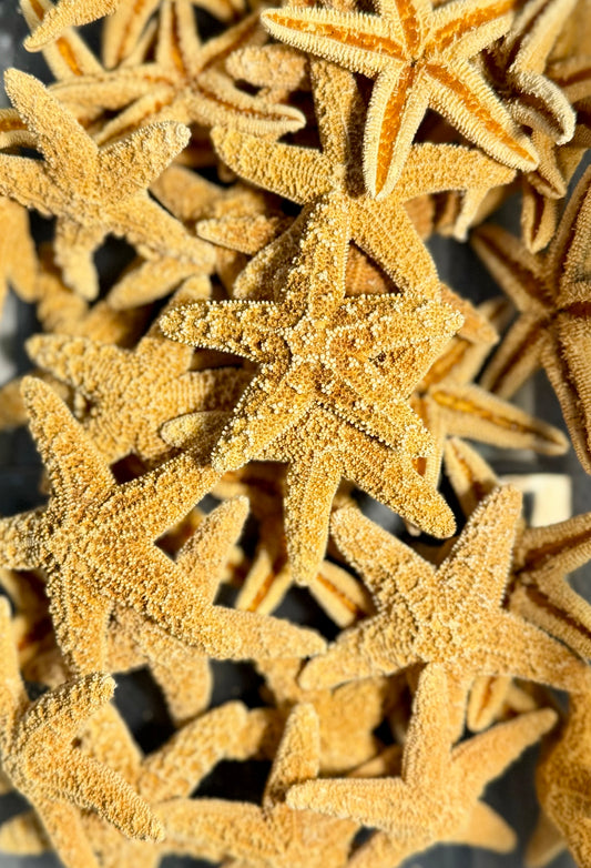 Sugar Starfish