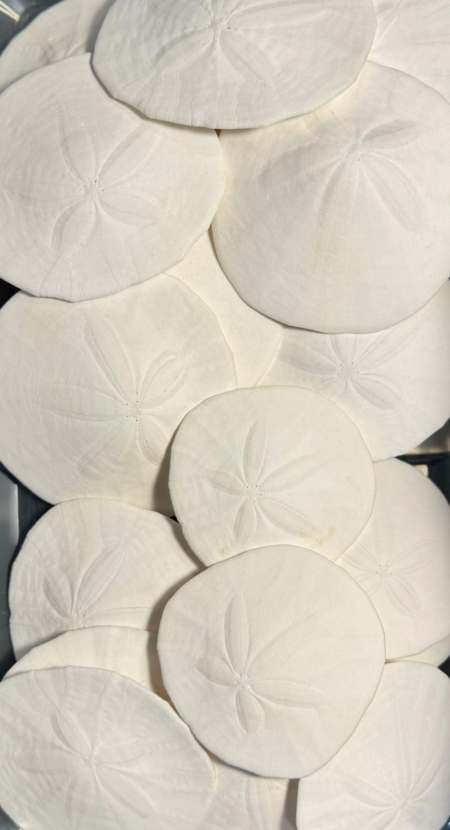 Sand Dollars