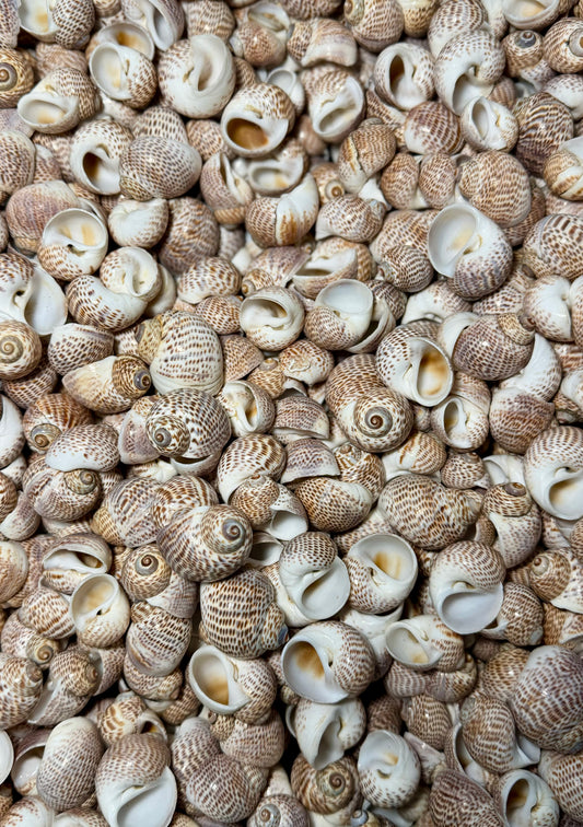 Tiger Moon Snail Shell