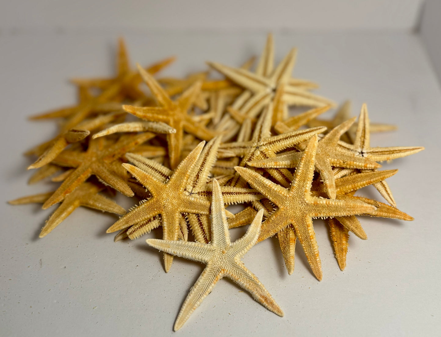 Flat Starfish