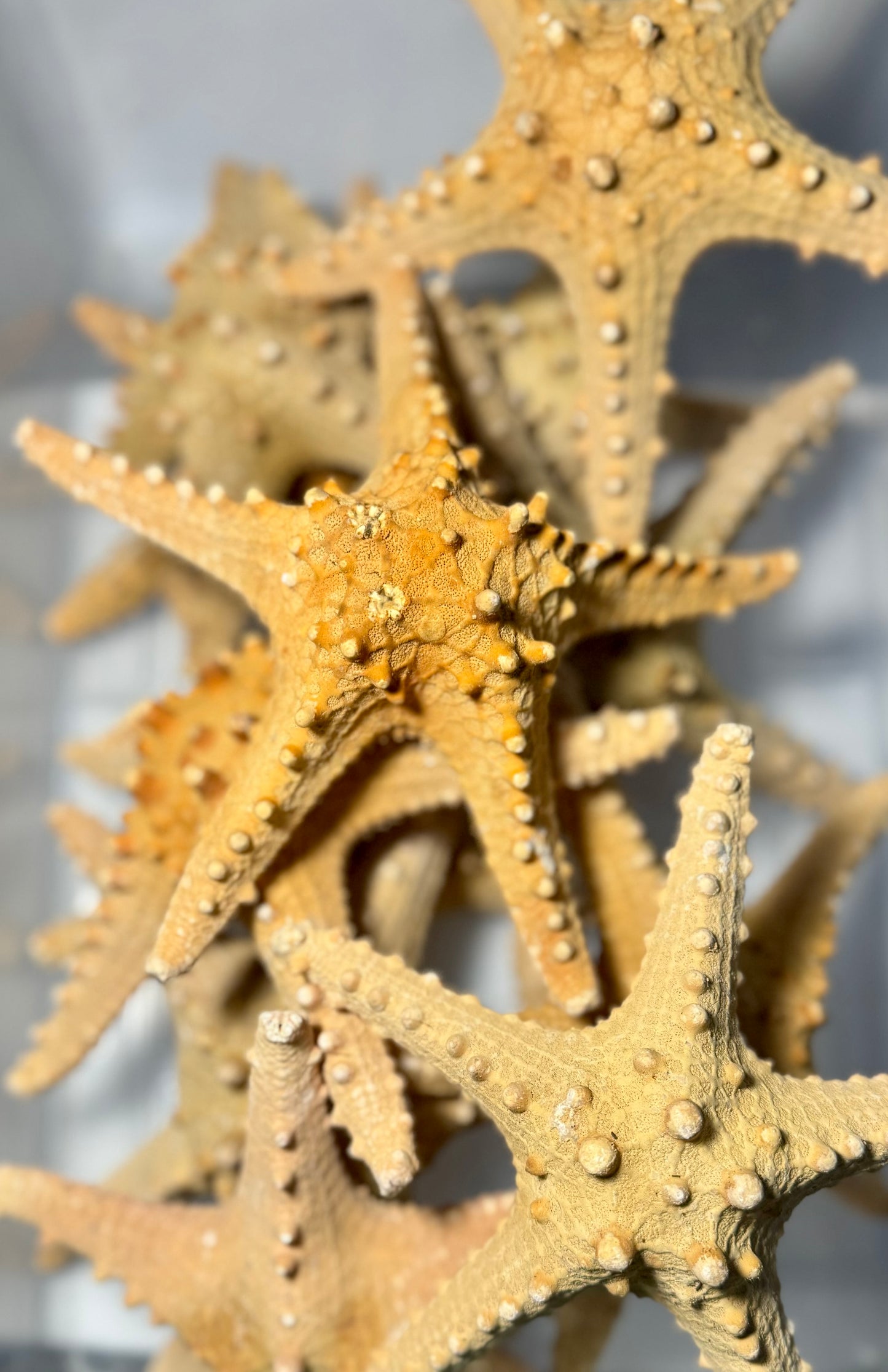 Knobby Starfish 6"-8"