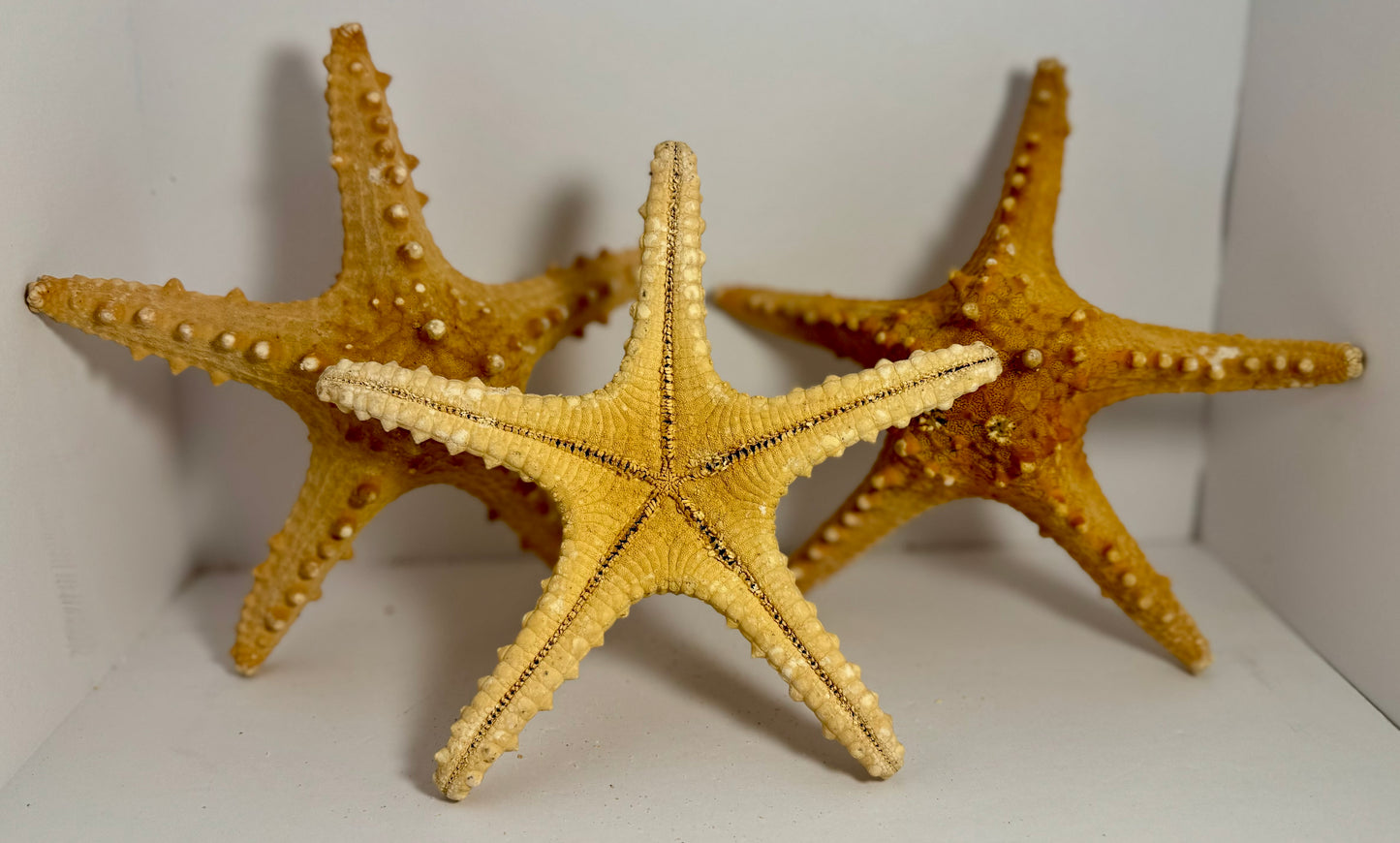 Knobby Starfish 6"-8"