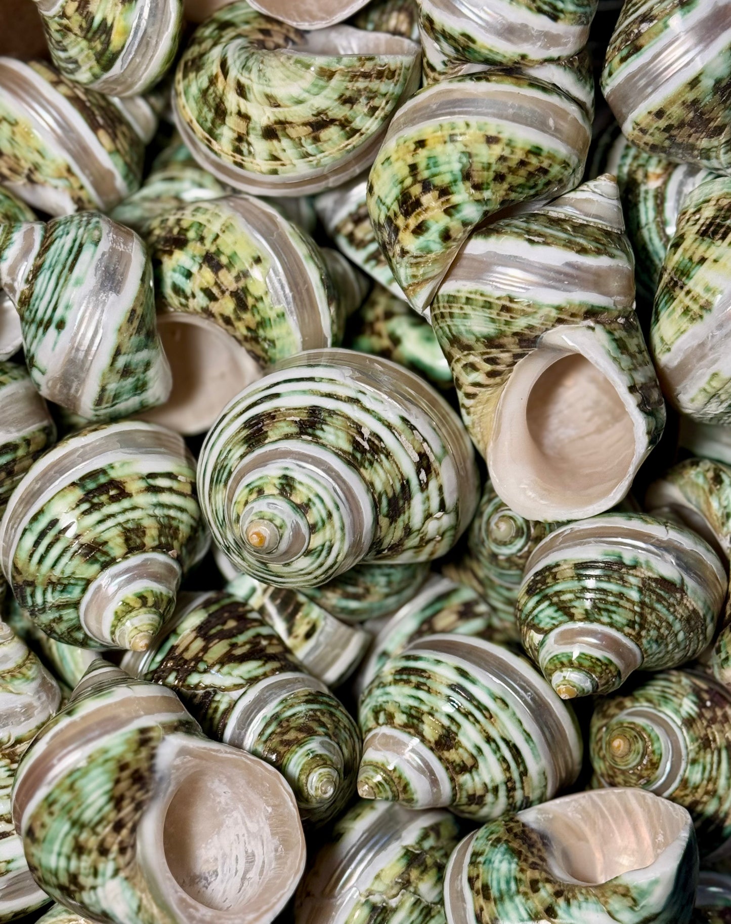 Polished Green Banded Silvermouth Turbo